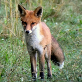 Líška v protismere.