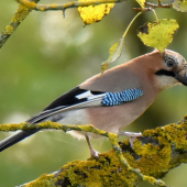 Na machovom koberci.