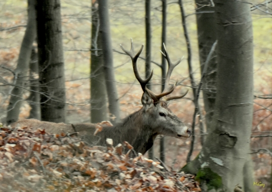 Korunáčik.