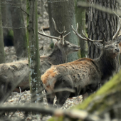 Medzi jeleňmi.