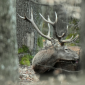 V kráľovstve kráľa.