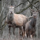 Jednooký s družinou.