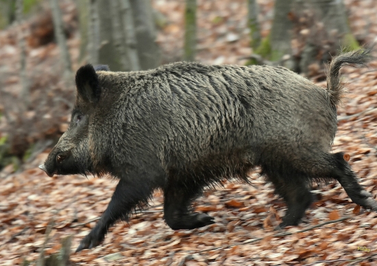 Kanček.