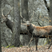Geneticky odlišní.