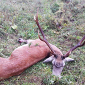 augustová troječka