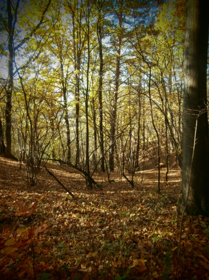 lístie