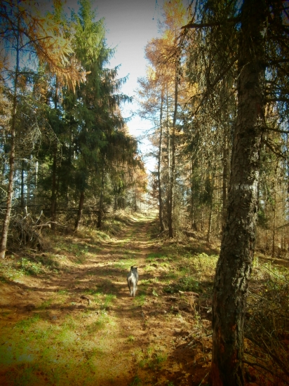 Hrebeňovkou