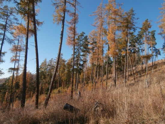 Vysová