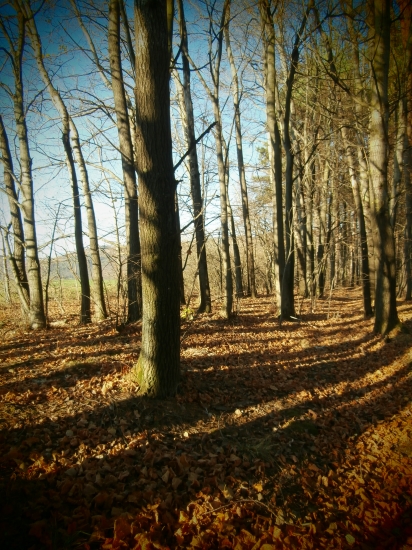 Tieň
