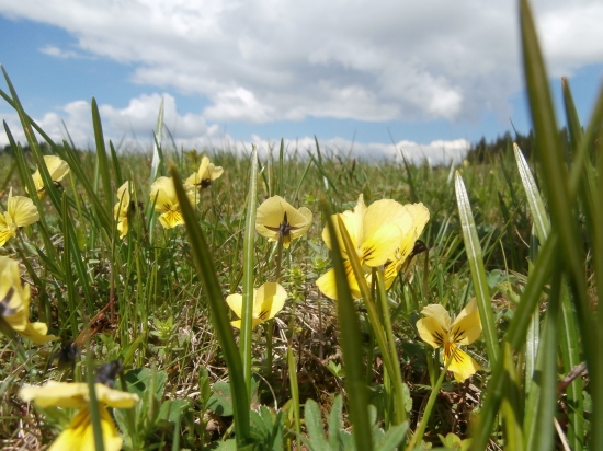 Sirôtka-Fialka žltá