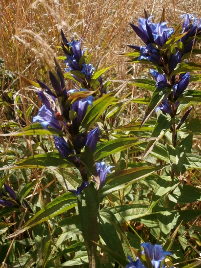 Horec luskáčovitý