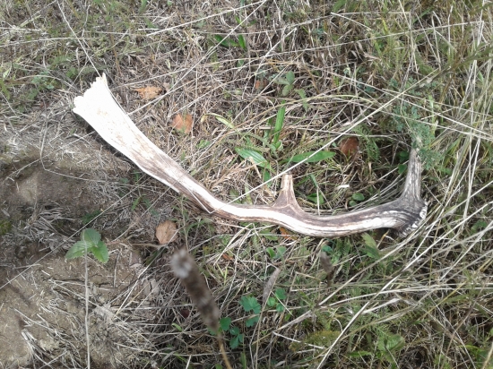 Ked nie huby aspon zhodik