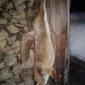 Lišťička zo splnu