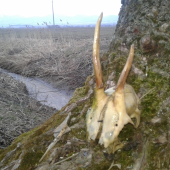 Škodaho