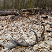 Keď je všetko tak ako má byť :D