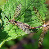 Tipula