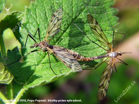 Tipula