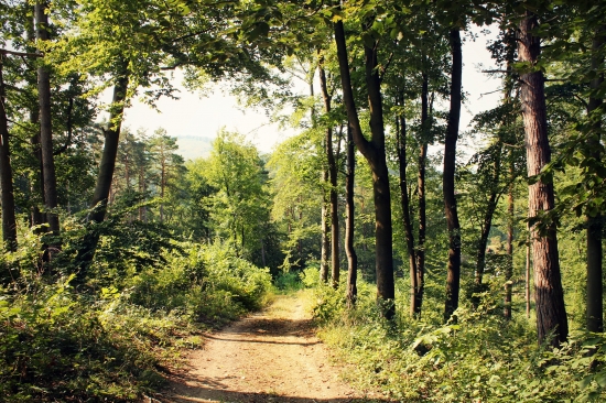 lesná cestička