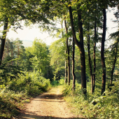 lesná cestička