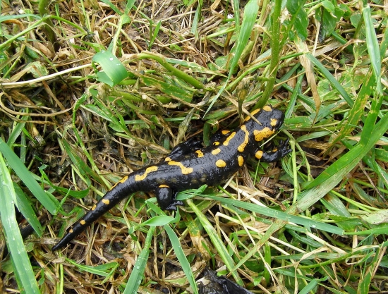 salamandra