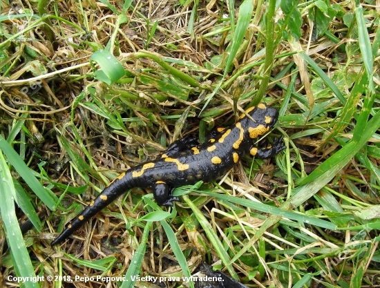 salamandra