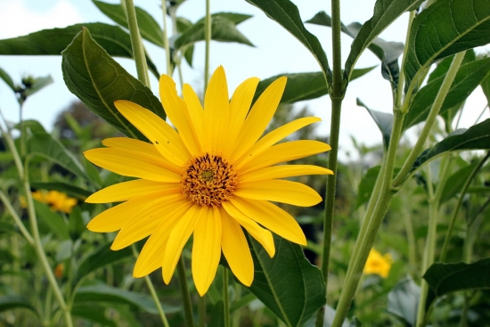 Slnečnica hľuznatá. .