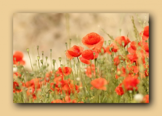 maky v horúcom lete