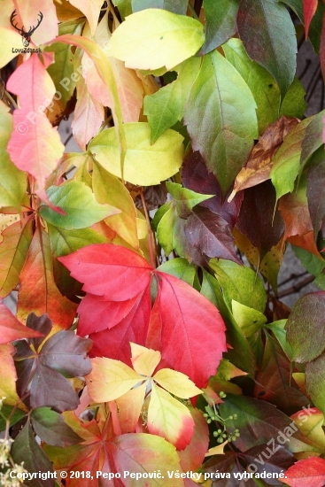 jesenná paleta farieb