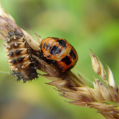 larva lienky