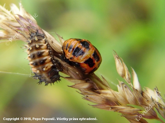 larva lienky