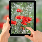 Papaver rhoeas
