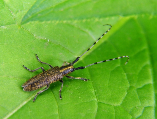 vrzúnik úzkoštíty