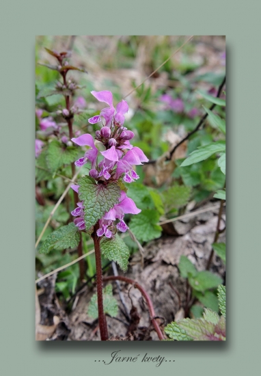 Hluchavka škvrnitá