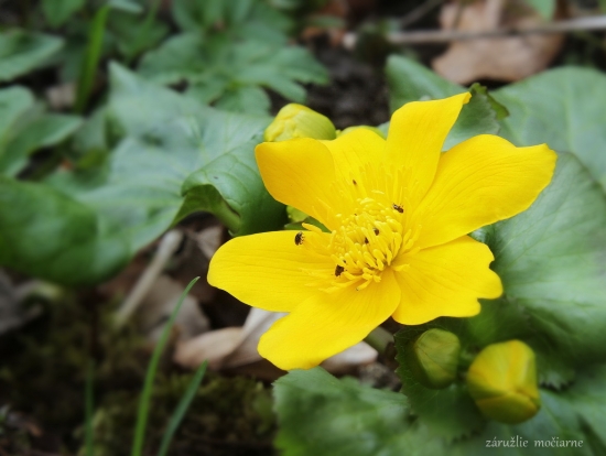 záružlie močiarne