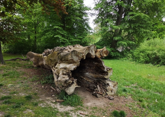 Už len torzo stromu