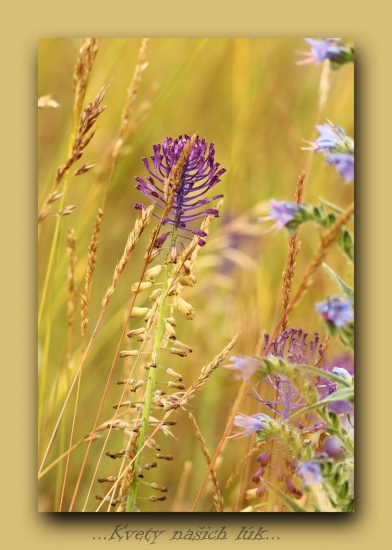 Leopoldia chochlatá