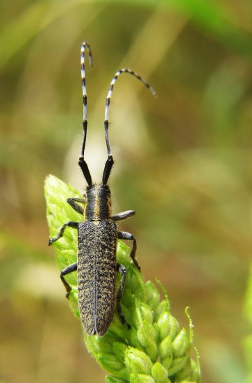 vrzúnik úzkoštíty.