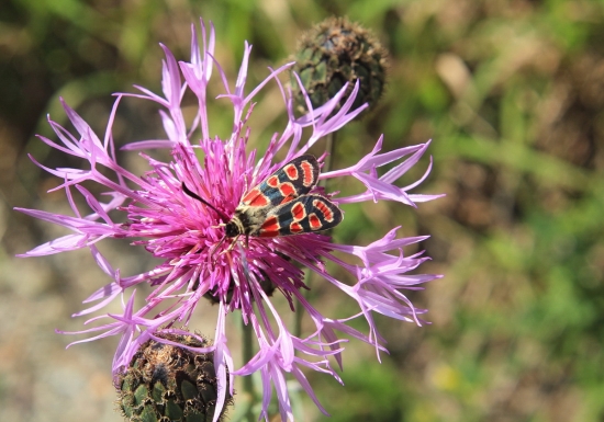 vretienka vičencová