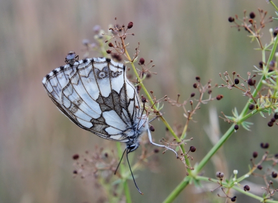 očkáň timotejkový