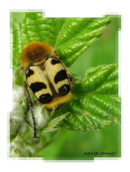 chlpáčik škvrnitý.