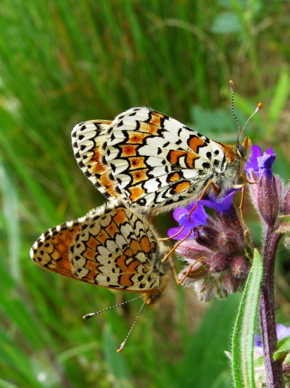 hnedáčik mriežkovaný