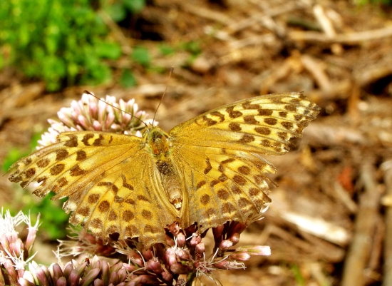 Argynnis paphia