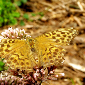 Argynnis paphia