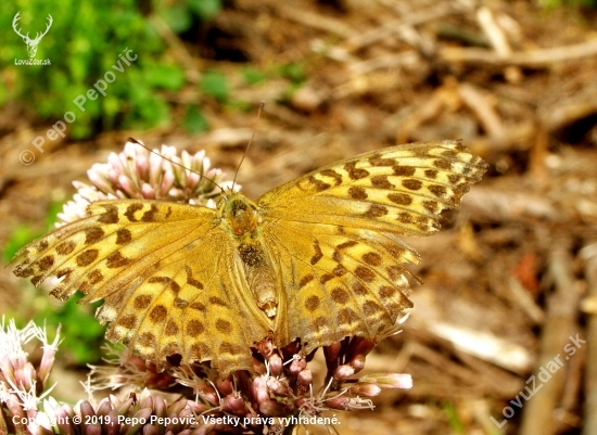 Argynnis paphia