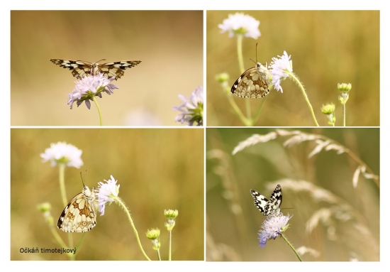 očkáň timotejkový