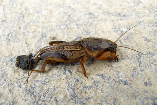 medvedík obyčajný