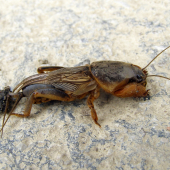 medvedík obyčajný