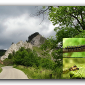 Vršatec