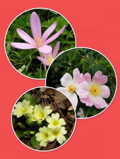 trio z našej prírody