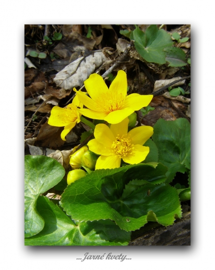 záružlie močiarne